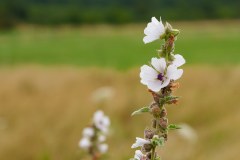 Blumen Blume Flowers Flower Pilz Pilze Mushroom Mushrooms Naturfotograf Gerhard Kehr