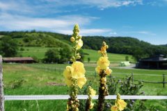 Blumen Blume Flowers Flower Pilz Pilze Mushroom Mushrooms Naturfotograf Gerhard Kehr