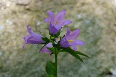 Blumen Blume Flowers Flower Pilz Pilze Mushroom Mushrooms Naturfotograf Gerhard Kehr