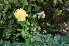 Blumen Blume Flowers Flower Pilz Pilze Mushroom Mushrooms Naturfotograf Gerhard Kehr