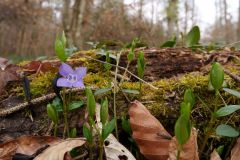 Blumen Blume Flowers Flower Pilz Pilze Mushroom Mushrooms Naturfotograf Gerhard Kehr