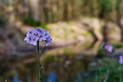 Blumen Blume Flowers Flower Pilz Pilze Mushroom Mushrooms Naturfotograf Gerhard Kehr