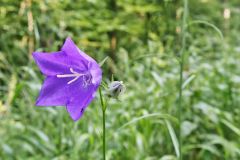 Blumen Blume Flowers Flower Pilz Pilze Mushroom Mushrooms Naturfotograf Gerhard Kehr