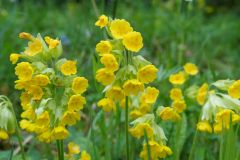 Blumen Blume Flowers Flower Pilz Pilze Mushroom Mushrooms Naturfotograf Gerhard Kehr