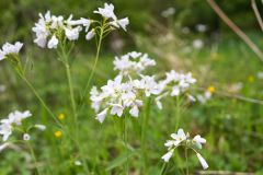 Blumen Blume Flowers Flower Pilz Pilze Mushroom Mushrooms Naturfotograf Gerhard Kehr