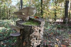 Blumen Blume Flowers Flower Pilz Pilze Mushroom Mushrooms Naturfotograf Gerhard Kehr