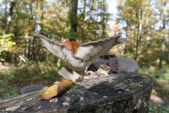 Blumen Blume Flowers Flower Pilz Pilze Mushroom Mushrooms Naturfotograf Gerhard Kehr