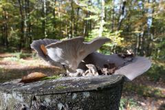 Blumen Blume Flowers Flower Pilz Pilze Mushroom Mushrooms Naturfotograf Gerhard Kehr