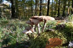 Blumen Blume Flowers Flower Pilz Pilze Mushroom Mushrooms Naturfotograf Gerhard Kehr