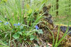 Blumen Blume Flowers Flower Pilz Pilze Mushroom Mushrooms Naturfotograf Gerhard Kehr