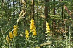 Blumen Blume Flowers Flower Pilz Pilze Mushroom Mushrooms Naturfotograf Gerhard Kehr