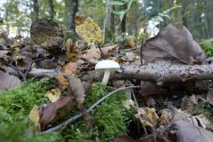Blumen Blume Flowers Flower Pilz Pilze Mushroom Mushrooms Naturfotograf Gerhard Kehr