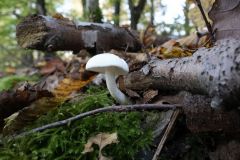 Blumen Blume Flowers Flower Pilz Pilze Mushroom Mushrooms Naturfotograf Gerhard Kehr