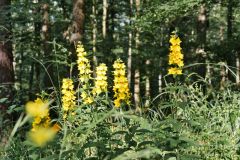 Blumen Blume Flowers Flower Pilz Pilze Mushroom Mushrooms Naturfotograf Gerhard Kehr