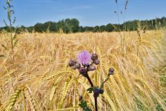 Blumen Blume Flowers Flower Pilz Pilze Mushroom Mushrooms Naturfotograf Gerhard Kehr