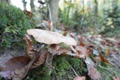 Blumen Blume Flowers Flower Pilz Pilze Mushroom Mushrooms Naturfotograf Gerhard Kehr