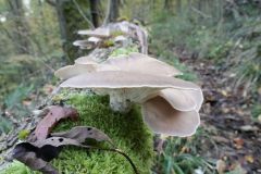 Blumen Blume Flowers Flower Pilz Pilze Mushroom Mushrooms Naturfotograf Gerhard Kehr