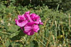 Blumen Blume Flowers Flower Pilz Pilze Mushroom Mushrooms Naturfotograf Gerhard Kehr