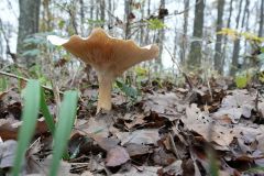Blumen Blume Flowers Flower Pilz Pilze Mushroom Mushrooms Naturfotograf Gerhard Kehr