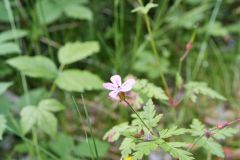 Blumen Blume Flowers Flower Pilz Pilze Mushroom Mushrooms Naturfotograf Gerhard Kehr