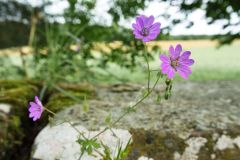 Blumen Blume Flowers Flower Pilz Pilze Mushroom Mushrooms Naturfotograf Gerhard Kehr