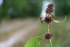 Blumen Blume Flowers Flower Pilz Pilze Mushroom Mushrooms Naturfotograf Gerhard Kehr