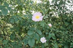 Blumen Blume Flowers Flower Pilz Pilze Mushroom Mushrooms Naturfotograf Gerhard Kehr