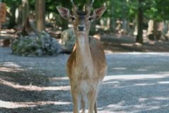 Unsortierte Hochkantfotos unsorted Photos 9/16 Naturfotograf Gerhard Kehr