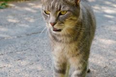 Unsortierte Hochkantfotos unsorted Photos 9/16 Naturfotograf Gerhard Kehr