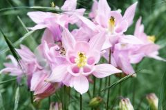 Unsortierte Hochkantfotos unsorted Photos 9/16 Naturfotograf Gerhard Kehr