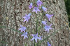 Unsortierte Hochkantfotos unsorted Photos 9/16 Naturfotograf Gerhard Kehr