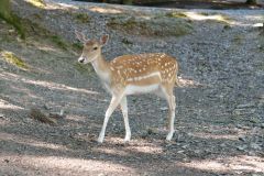 Tier Tiere Animal Animals Wildtier Wildtiere Tierwelt Wildlife Naturfotograf Gerhard Kehr