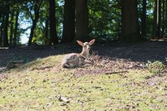 Tier Tiere Animal Animals Wildtier Wildtiere Tierwelt Wildlife Naturfotograf Gerhard Kehr