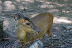 Tier Tiere Animal Animals Wildtier Wildtiere Tierwelt Wildlife Naturfotograf Gerhard Kehr