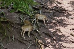 Tier Tiere Animal Animals Wildtier Wildtiere Tierwelt Wildlife Naturfotograf Gerhard Kehr