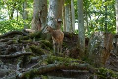 Tier Tiere Animal Animals Wildtier Wildtiere Tierwelt Wildlife Naturfotograf Gerhard Kehr