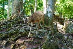 Tier Tiere Animal Animals Wildtier Wildtiere Tierwelt Wildlife Naturfotograf Gerhard Kehr