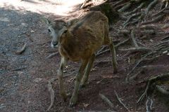 Tier Tiere Animal Animals Wildtier Wildtiere Tierwelt Wildlife Naturfotograf Gerhard Kehr