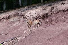 Tier Tiere Animal Animals Wildtier Wildtiere Tierwelt Wildlife Naturfotograf Gerhard Kehr