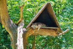 Tier Tiere Animal Animals Wildtier Wildtiere Tierwelt Wildlife Naturfotograf Gerhard Kehr