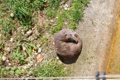 Tier Tiere Animal Animals Wildtier Wildtiere Tierwelt Wildlife Naturfotograf Gerhard Kehr