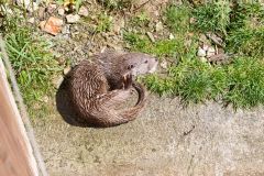 Tier Tiere Animal Animals Wildtier Wildtiere Tierwelt Wildlife Naturfotograf Gerhard Kehr