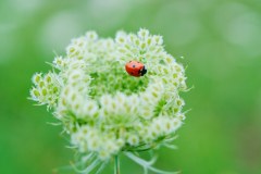 Tier Tiere Animal Animals Wildtier Wildtiere Tierwelt Wildlife Naturfotograf Gerhard Kehr