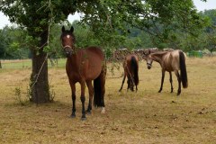 Tier Tiere Animal Animals Wildtier Wildtiere Tierwelt Wildlife Naturfotograf Gerhard Kehr