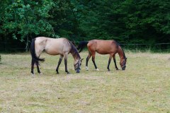 Tier Tiere Animal Animals Wildtier Wildtiere Tierwelt Wildlife Naturfotograf Gerhard Kehr