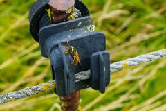 Tier Tiere Animal Animals Wildtier Wildtiere Tierwelt Wildlife Naturfotograf Gerhard Kehr