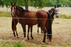 Tier Tiere Animal Animals Wildtier Wildtiere Tierwelt Wildlife Naturfotograf Gerhard Kehr