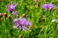 Tier Tiere Animal Animals Wildtier Wildtiere Tierwelt Wildlife Naturfotograf Gerhard Kehr