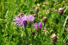 Tier Tiere Animal Animals Wildtier Wildtiere Tierwelt Wildlife Naturfotograf Gerhard Kehr