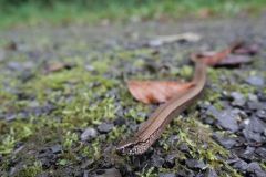 Tier Tiere Animal Animals Wildtier Wildtiere Tierwelt Wildlife Naturfotograf Gerhard Kehr